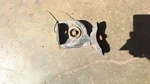 Silverado 1500 2001 Spare Wheel Carrier 698803. Fixed Price $104.90.